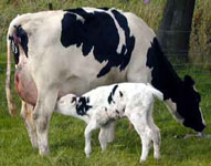 COW & CALF