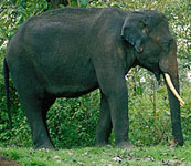 INDIAN ELEPHANT