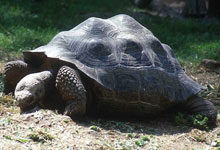 GIANT TORTOISE