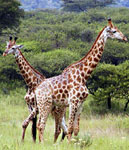 GIRAFFE