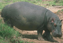 HIPPOPOTAMUS