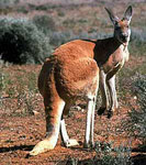 RED KANGAROO