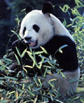 GIANT PANDA