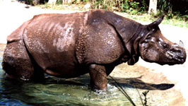 INDIAN RHINOCEROS