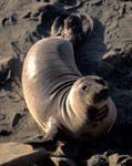 SEAL