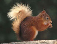 SQUIRREL