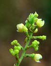 Ambush Bug on Cocculus