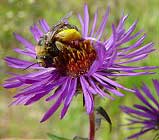 Bee on Aster