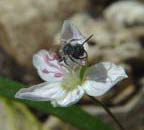 Bug on Claytonia