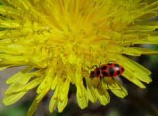 Bug on Dandelion