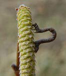 Inchworm on catkin