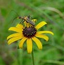 Bug on Rudbeckia