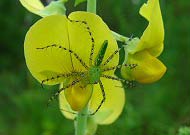 Spider on Crotalaria