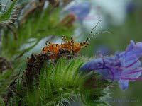 Wheel Bug on Echium