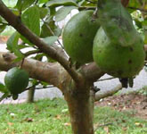 Guava Tree