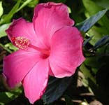 HIBISCUS