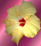 HIBISCUS