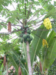 Papaya Tree