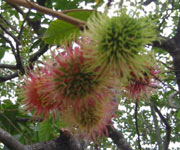 Rambutan Tree 