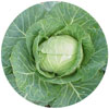 CABBAGE