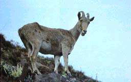 Eravikulam National Park 