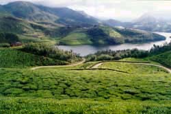 Kundale Tea Planatation