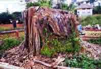 Pazhassi Raja's tomb,Mananthavady 