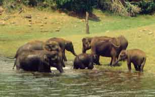 Periyar Wildlife Sanctuary 