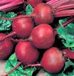 BEET ROOT