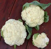 CAULIFLOWER