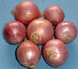 ONION