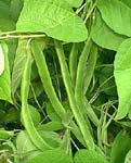 RUNNER BEANS