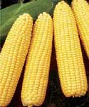 SWEET CORN